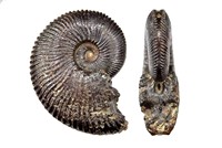 Neocomites occitanicus